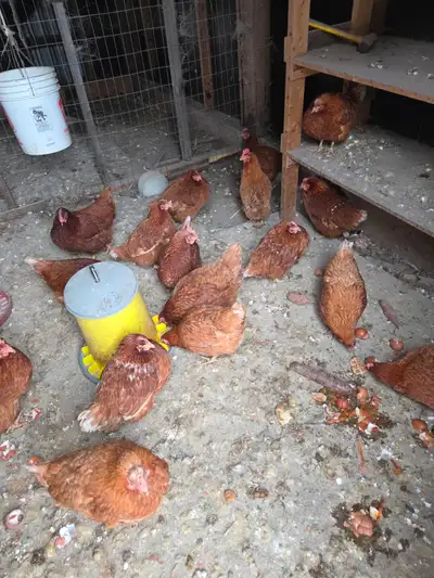 RED SEX-LINK CHICKENS, View more