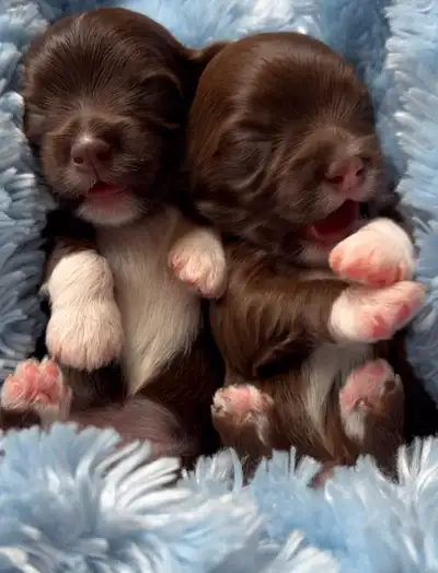 Beautiful Chocolate havanese puppies available!, View more