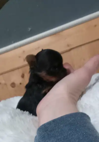 Yorkshire Terrier miniatures, View more