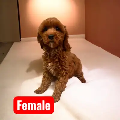 Red Cavapoo, View more