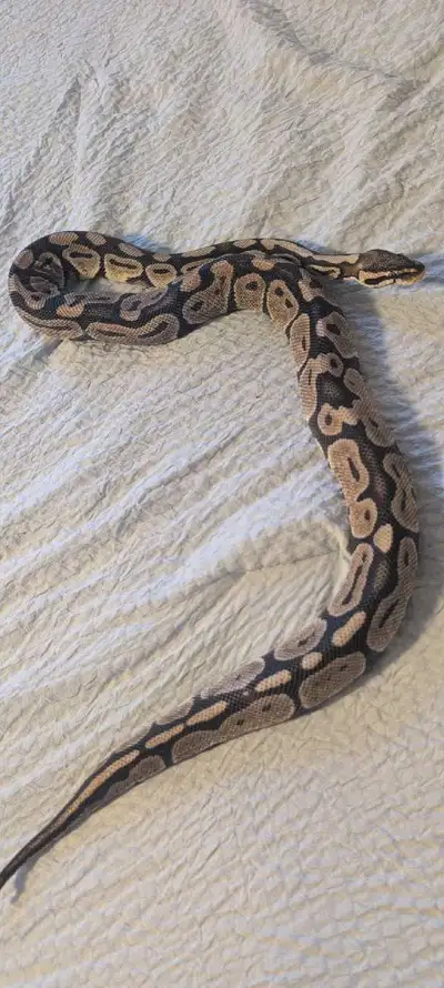 Pastel Ball Python, View more