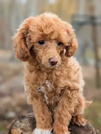 CKC Toy  poodle puppies  ( HEALTH TESTED! ), View more