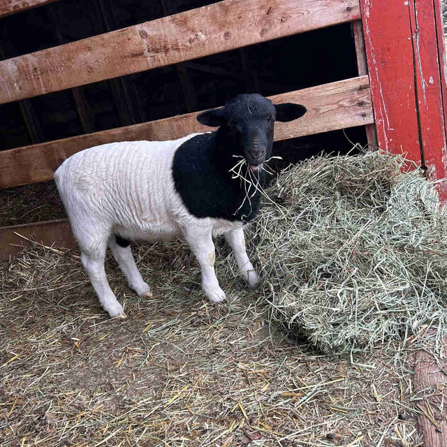 Dorper cross ram lamb in Livestock in Medicine Hat