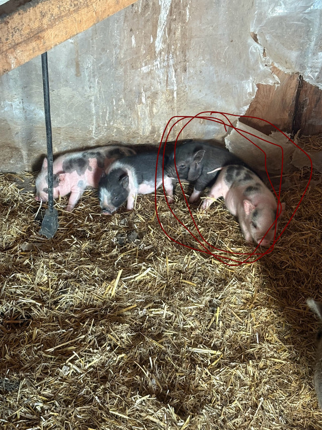 piglets(mini pot belly ) in Livestock in Hamilton - Image 4