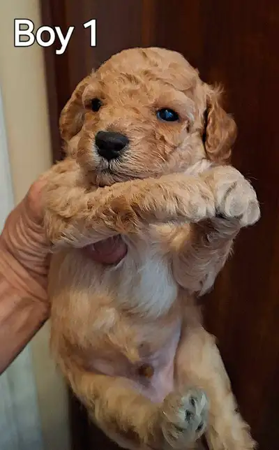 BEAUTIFUL APRICOT TOY MINIATURE POODLE Puppies SOLD NXT LITTER, View more