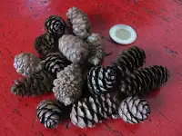 Pommes de pin miniature  Mini pine cones