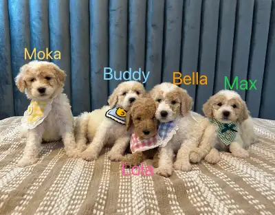 Stunning parti color standard poodle puppy, View more