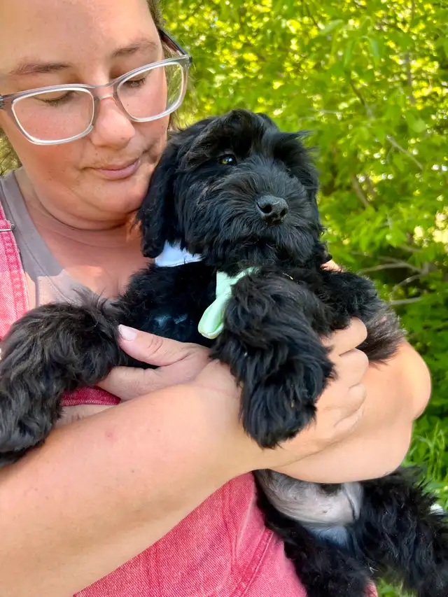 WHEATEN TERRIER/poodle Christian Doodles since 2004 in Dogs & Puppies for Rehoming in Edmonton - Image 5