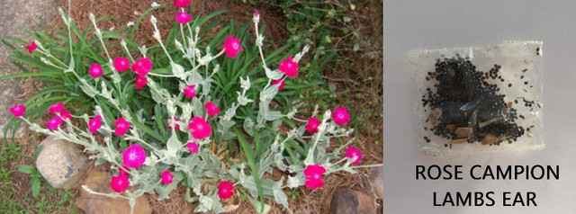 Pick You Own Seeds (Flower Plants Perennials Vegetables Seeds) in Plants, Fertilizer & Soil in Cambridge - Image 3