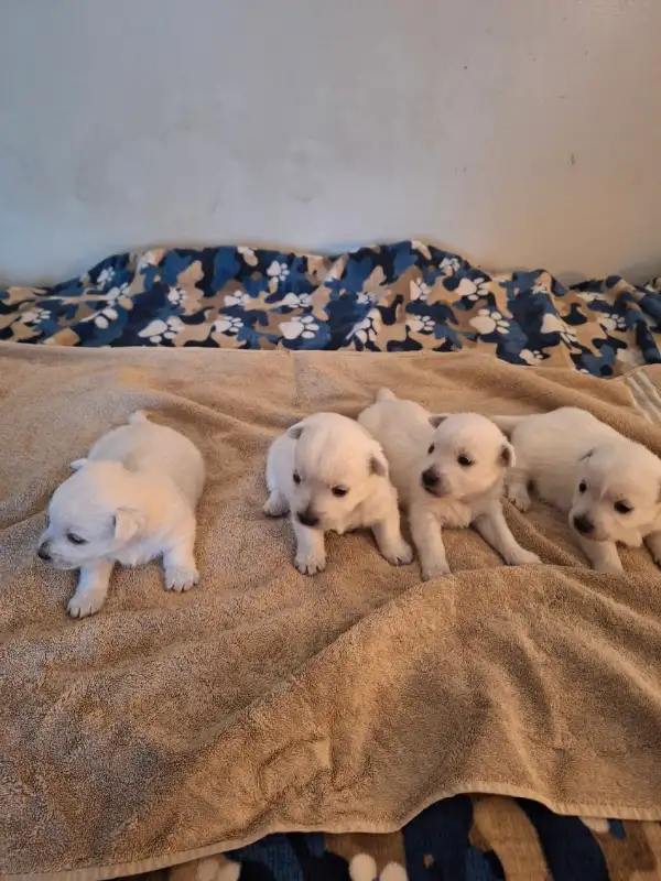West Highland Terrier Puppies - Last Male Ready To Go! in Dogs & Puppies for Rehoming in Edmonton - Image 2
