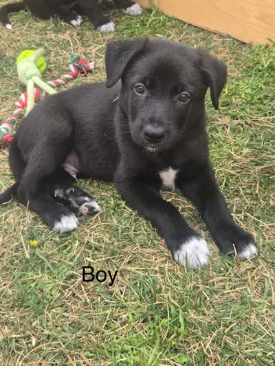 Rehoming Oct 21/2025, View more