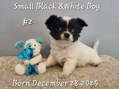 Fancy Pedigree Chihuahua Puppies, View more