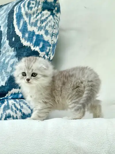Sale! Top Quality Chinchilla Purebred Scottish Fold Kitten, View more
