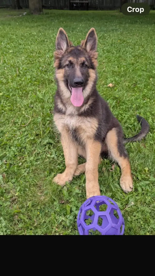 REDUCED FROM $2500  !!!!Pure Bred World Class GSD Puppies in Dogs & Puppies for Rehoming in City of Toronto - Image 6