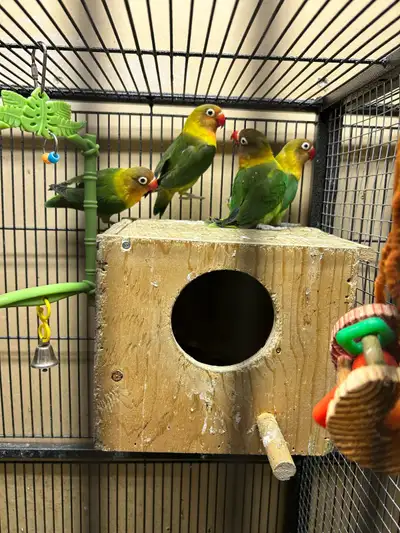 fisher lovebird babies and young, View more