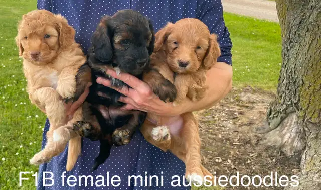 ❤️Goldendoodle mini and small/medium and mini aussiedoodle pups in Dogs & Puppies for Rehoming in Kitchener / Waterloo - Image 8