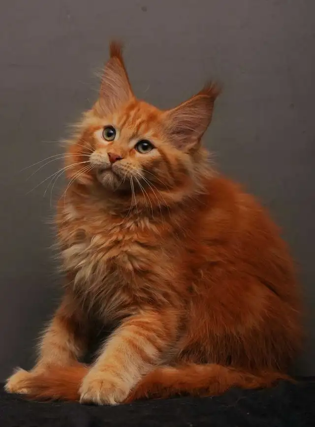 VORTEX- GORGEOUS RED MAINE COON male (WCF)