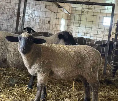 young Suffolk rams, View more