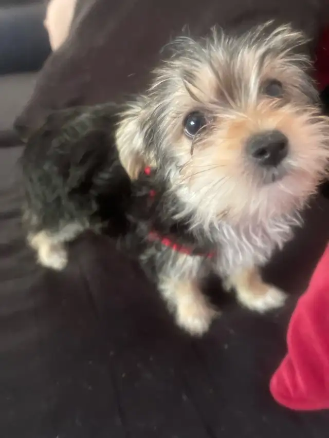 Morkie Puppies in Dogs & Puppies for Rehoming in Cambridge - Image 7