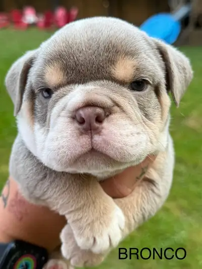 English Bulldog Pups, View more