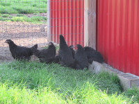 Australorp hens