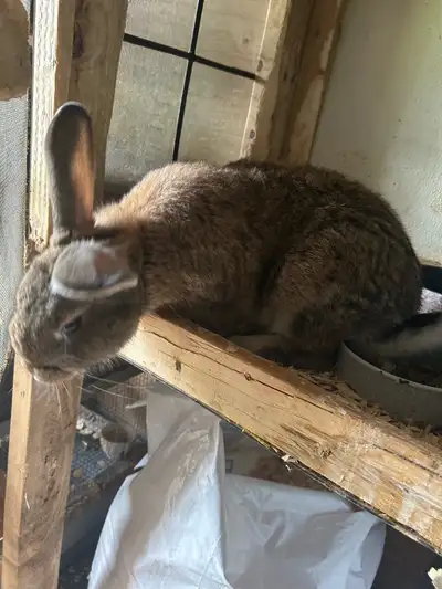 He is around 9 months old The sweetest bunny ever! Very cuddly and loves attention I got told it was...