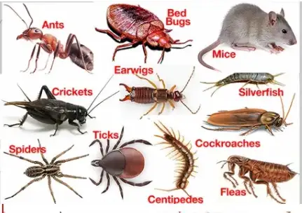 Rodent & Bed Bug Exterminator | Same-Day64667464388483122