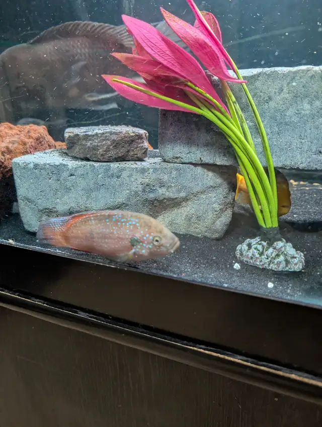 African chilclids in Fish for Rehoming in London - Image 9