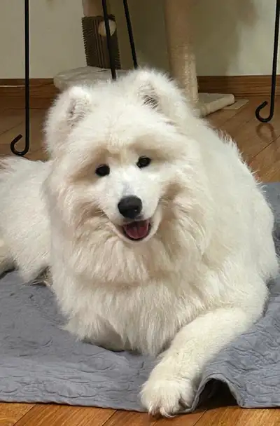 CKC Reg. 7 mths Samoyed for sale, View more