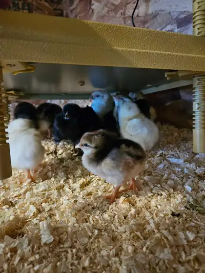 Chicks Available!, View more