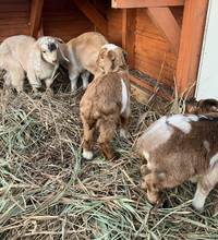 Pet baby goats for sale