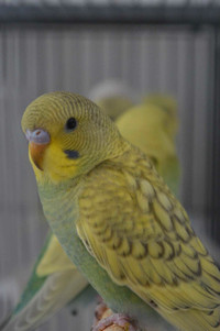 Budgies for Sale 