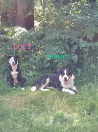 Aussie/Border/Heeler pups!