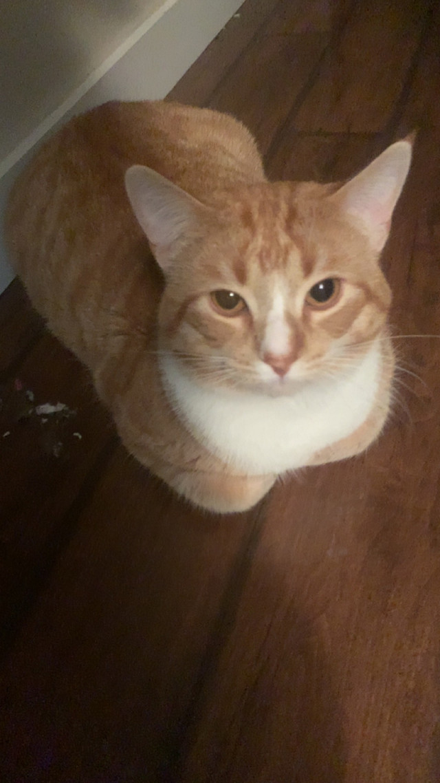 1 year old orange tabby cat needing rehome in Cats & Kittens for Rehoming in La Ronge - Image 3