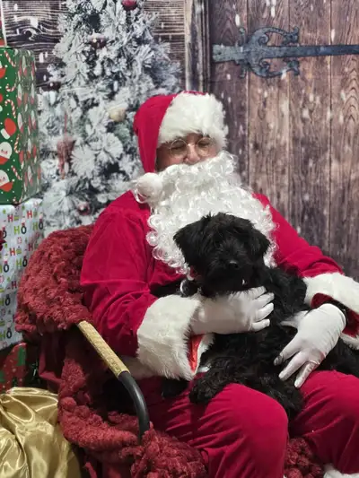 Schnauzer , Black, propre, ckc reg, mc, Vaccins Full (base+rage), View more