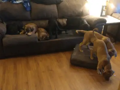 Cane corso puppies , View more