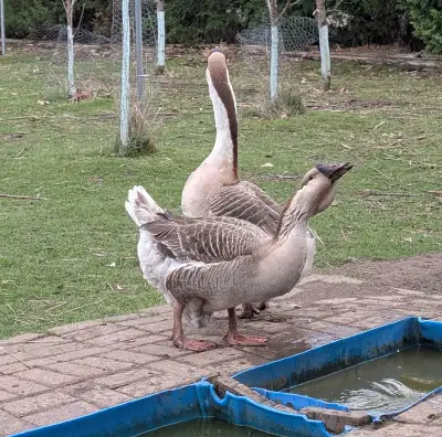 African Geese, View more