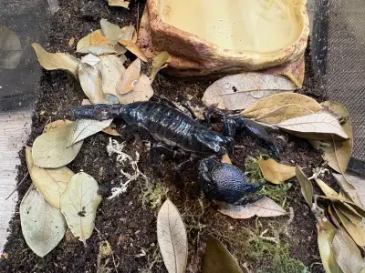 Emperor scorpions, View more