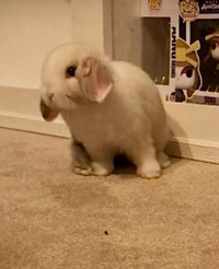 1 yr old spayed  female holland lop bunny- litter trained