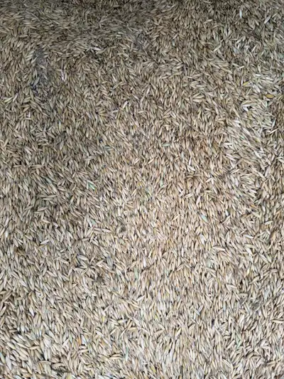 Feed oats, View more