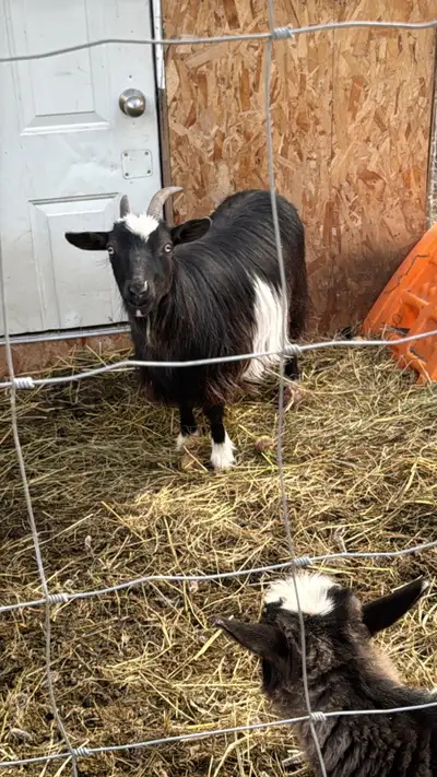 2 Pure Bred Minature Silkied Tennesse fainting goats, View more