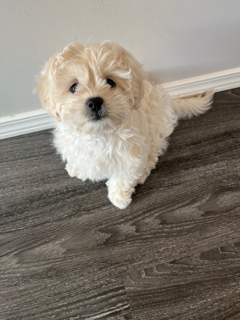 Shipoo Puppy for Rehoming Dogs & Puppies for Rehoming Winnipeg Kijiji