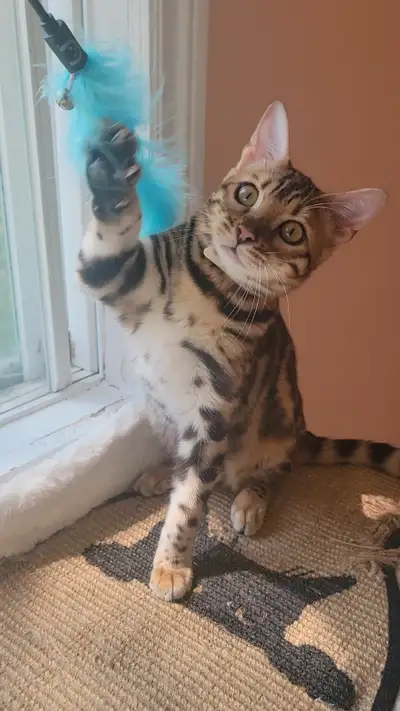 Chatons Bengal STÉRILISÉS – Livraison GRATUITE à Montréal, View more