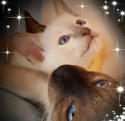 ♂️Sublime Chaton Siamois Vacciner♡Siamese Kitten Vaccinated , View more