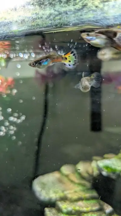 Guppies, very pretty , View more