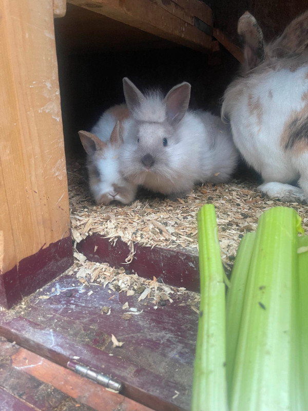 Lionhead rabbits in Small Animals for Rehoming in North Bay - Image 3