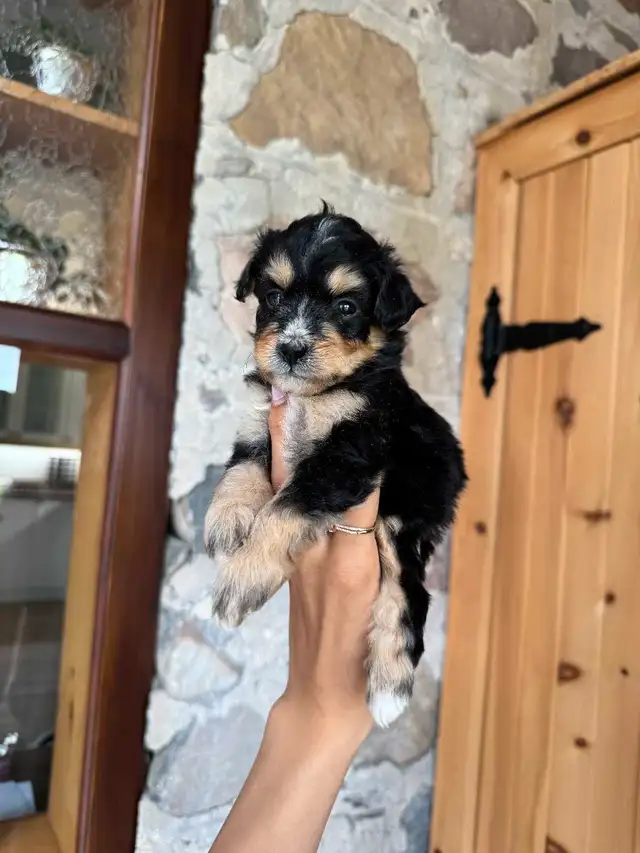 Outstanding F2 Mini Bernedoodle Puppies in Dogs & Puppies for Rehoming in Markham / York Region - Image 8
