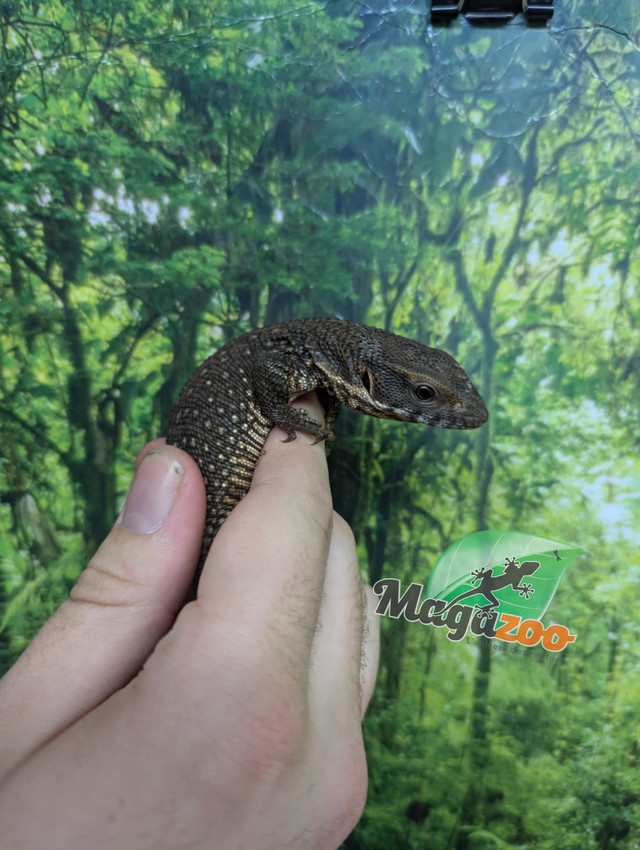 Varans des savanes  dans Reptiles et amphibiens à adopter  à Ville de Montréal - Image 4