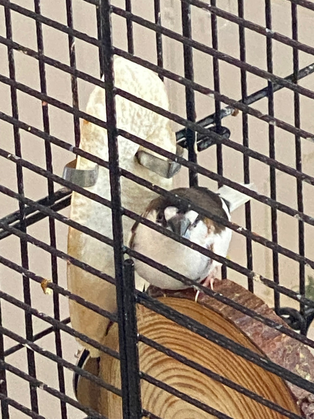 4 Society Finches and 1 Zebra Finch for sale in Birds for Rehoming in Oshawa / Durham Region - Image 2