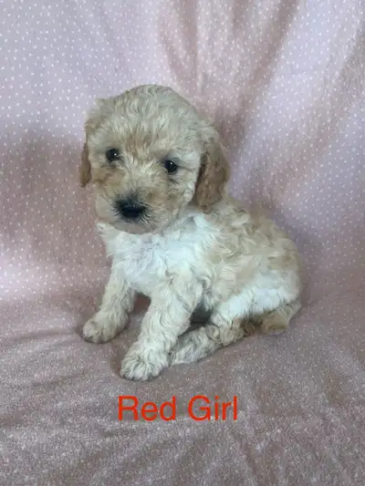 Pure Miniature Poodle Pups, View more